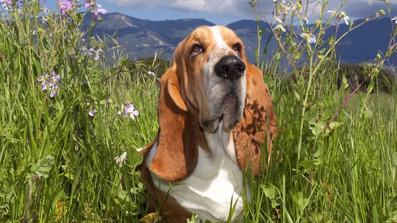 Basset Hound