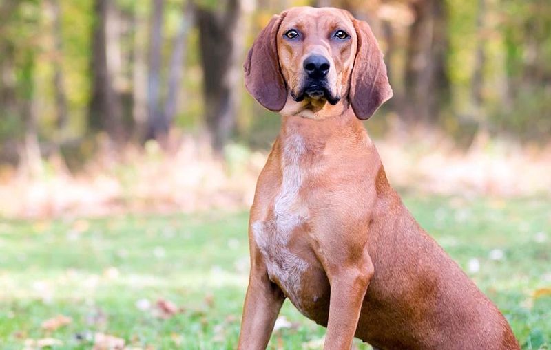 Coonhound: The Nighttime Pursuer