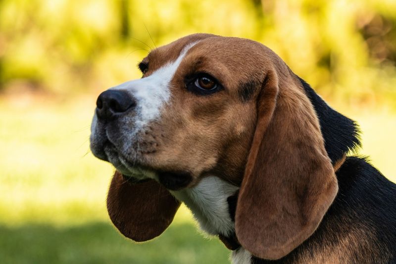 Beagles: Nose-Driven Pursuers
