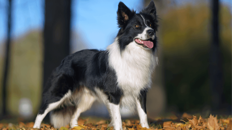 Border Collies: Too Smart For Their Own Good