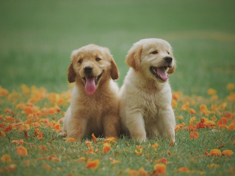 Golden Retrievers