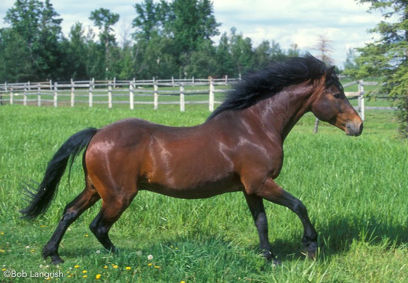 Connemara Pony: Ireland's Athletic Wonder