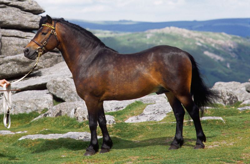 Dartmoor Pony