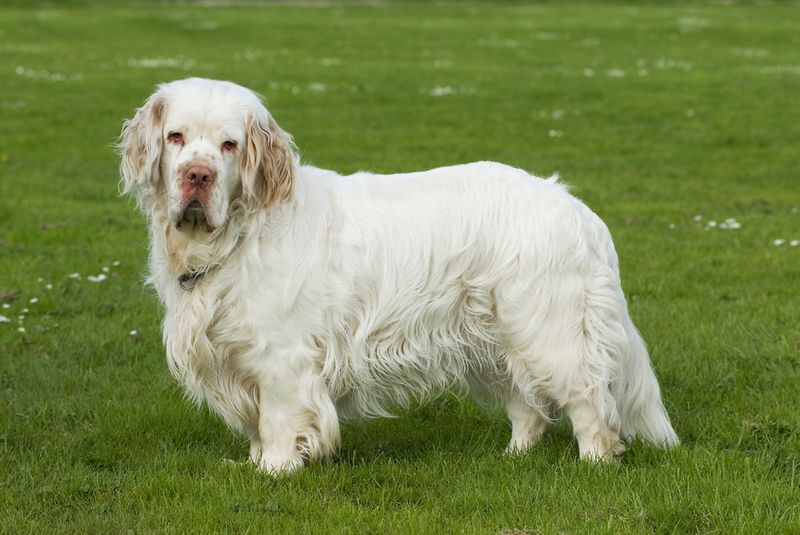 Clumber Spaniel: The Dignified Giant