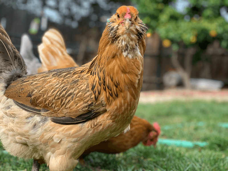Easter Egger: The Rainbow Surprise