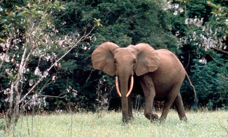 West African Elephant