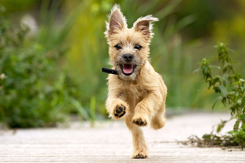 Cairn Terrier: The Wizard Of Oz's Toto