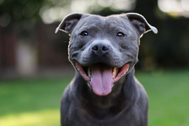Staffordshire Bull Terrier: The Loyal Powerhouse