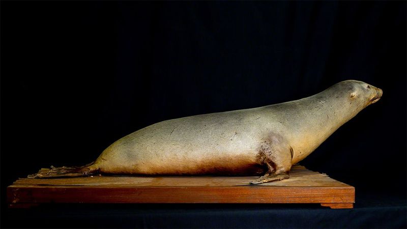 Japanese Sea Lion