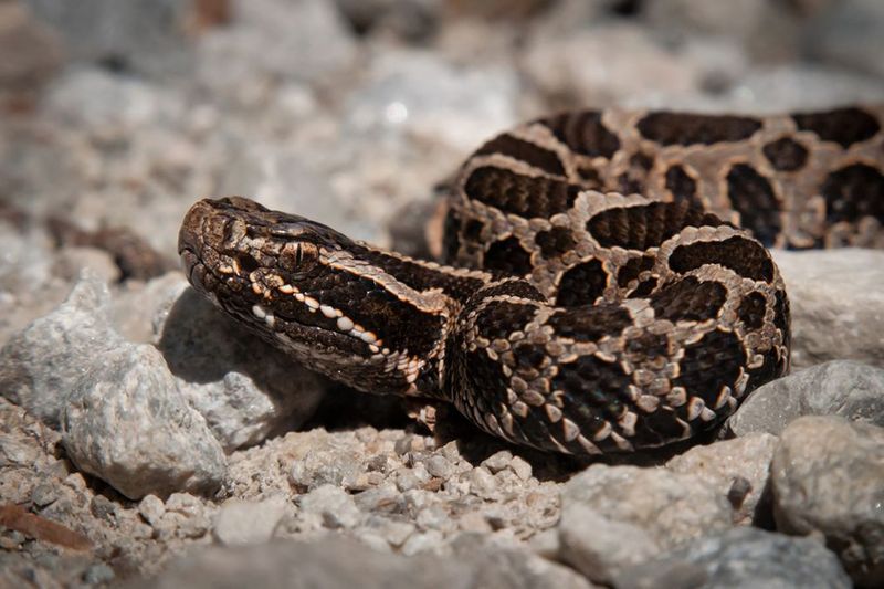 Massasauga: The Swamp Rattler