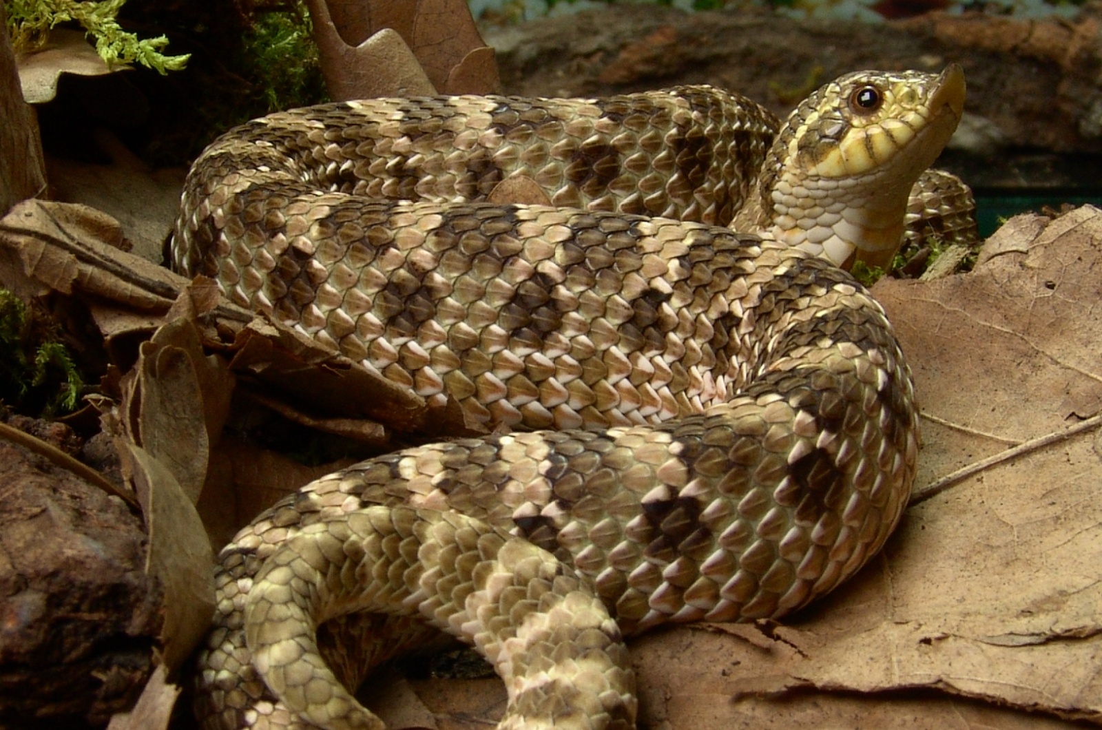 Western Hognose Snake
