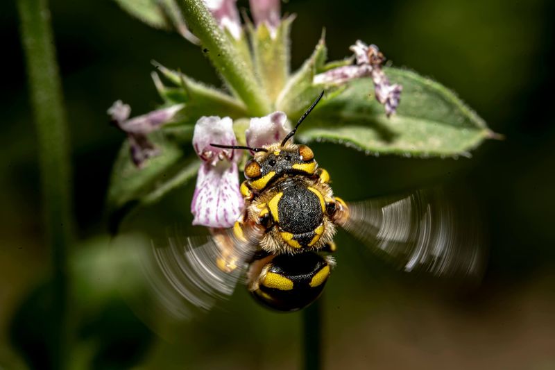 Wool Carder Bees