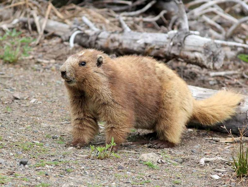 Olympic Marmot