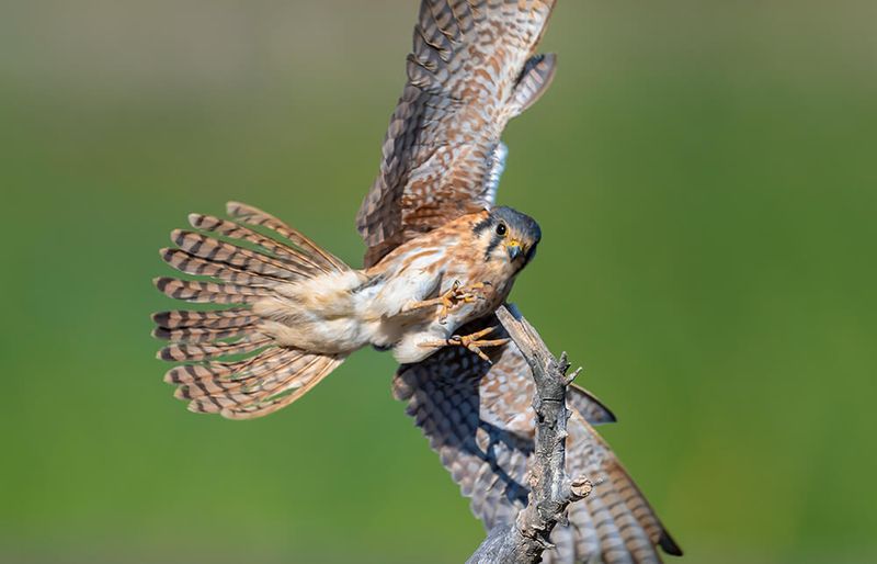 American Kestrels: Tactical Hunters