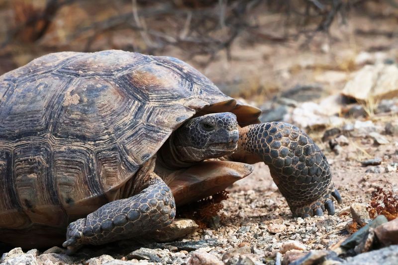 Desert Tortoise