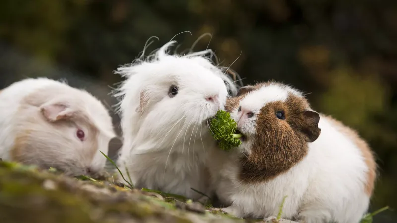 Overweight Piggies Have Higher Heat Risk