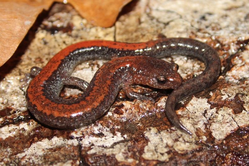 Urban Survivor: Eastern Red-Backed Salamander