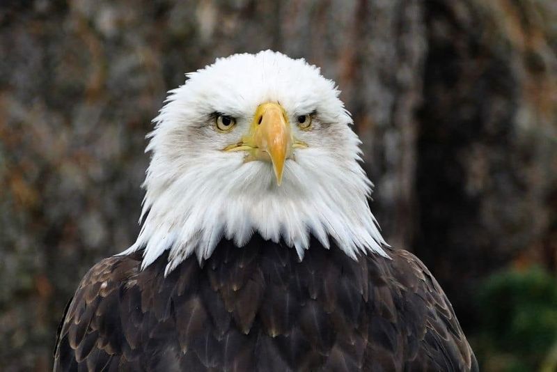 Endangered Species Capital Of America