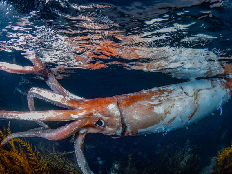 Giant Squid: Mysterious Deep-Sea Legend
