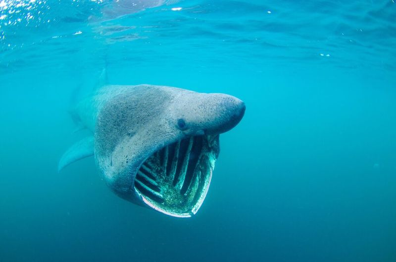 Basking Shark: The Swimming Mouth