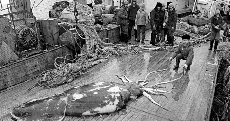 Colossal Squid