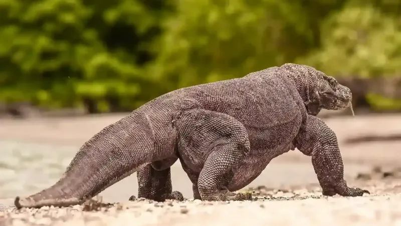 Komodo Dragons