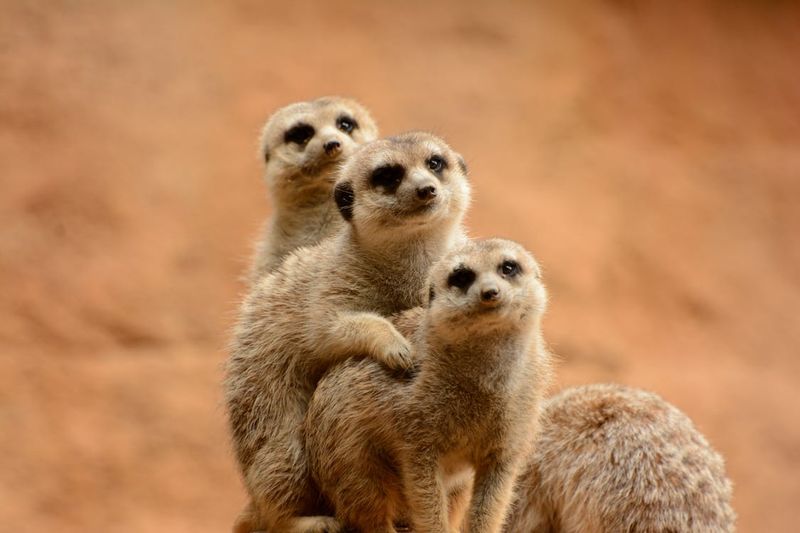 Meerkat