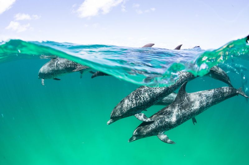 The Role Of Sonar In Nature's Predators