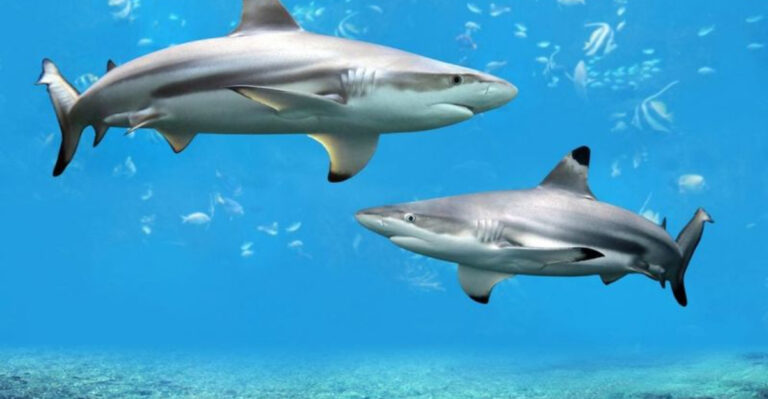 What Are The Massive Sharks Roaming Florida’s Waters?