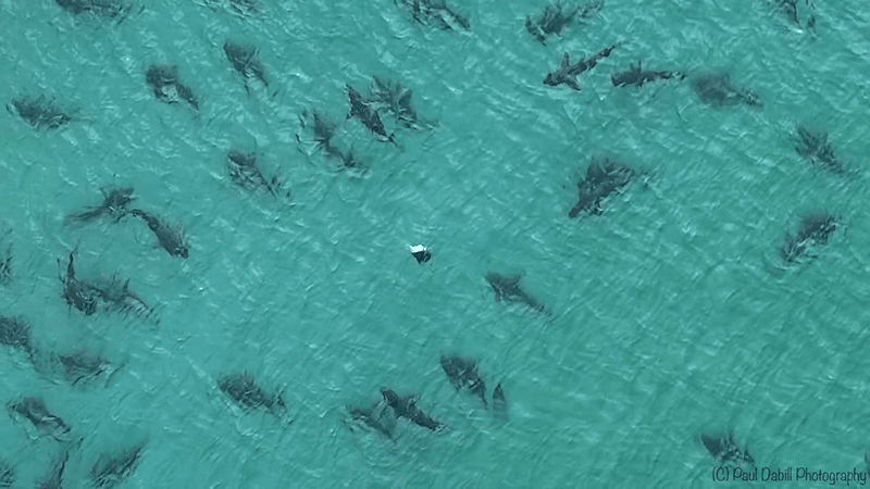 Florida: A Shark Paradise