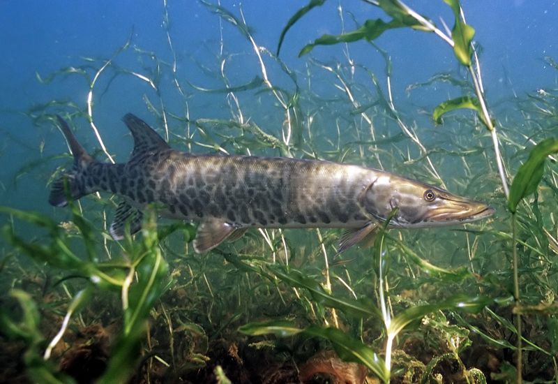 The Unique Traits That Make Tiger Muskies Stand Out Among Freshwater Fish