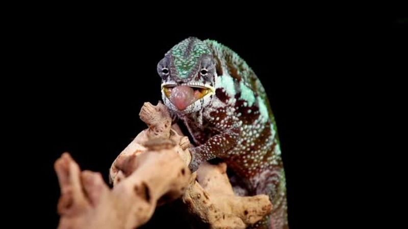 Crickets: The Staple Snack