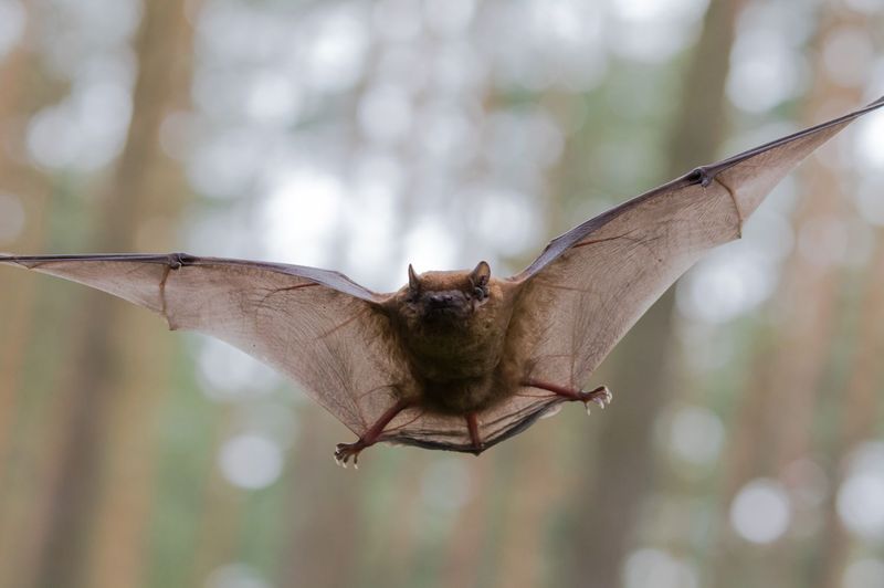 Why Convergent Evolution Still Fascinates Scientists