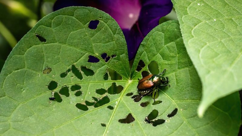 Plant Munchers