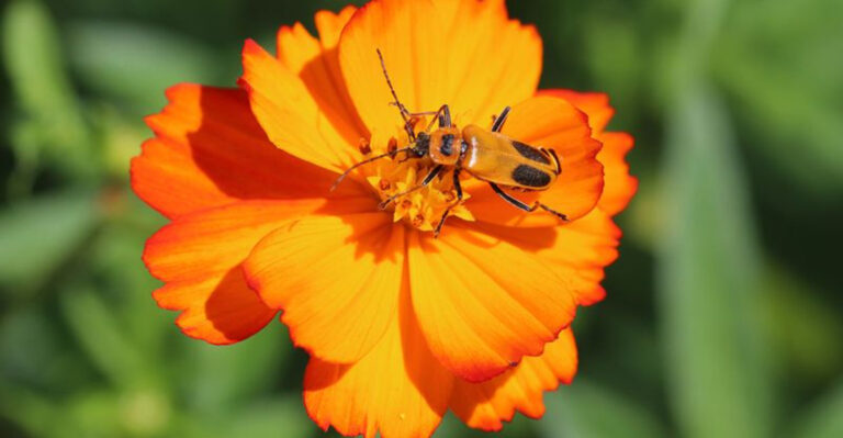 What Do Beetles Eat?