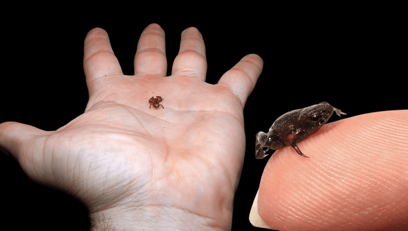 The Evolutionary Significance Of The Smallest Vertebrate