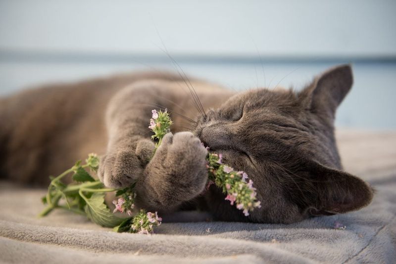 Is Catnip Safe For All Cats?