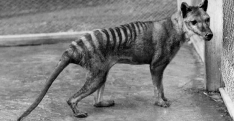 What If the Tasmanian Tiger Never Went Extinct? 15 Traits That Would Still Amaze Us Today