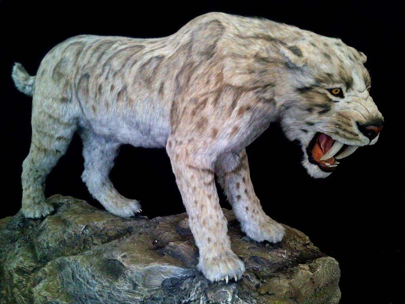 Definition Of Convergent Evolution