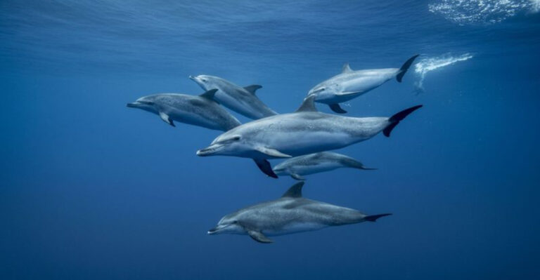 What Is Convergent Evolution? With Real-Life Examples And Causes