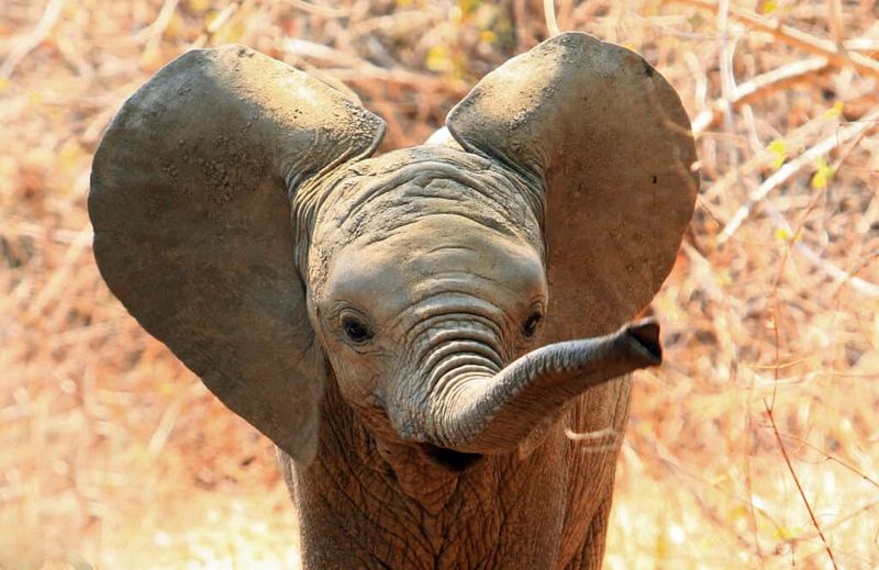 The Significance Of Trunk Movements