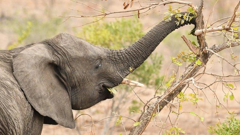 Elephants' Feeding Habits And Foraging Techniques