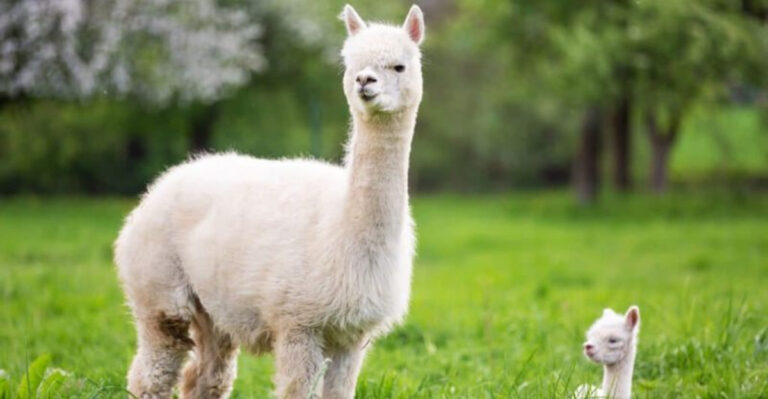 What Makes Alpacas The Hypoallergenic, Gentle, And Flame-Resistant Marvels Of The Andes?