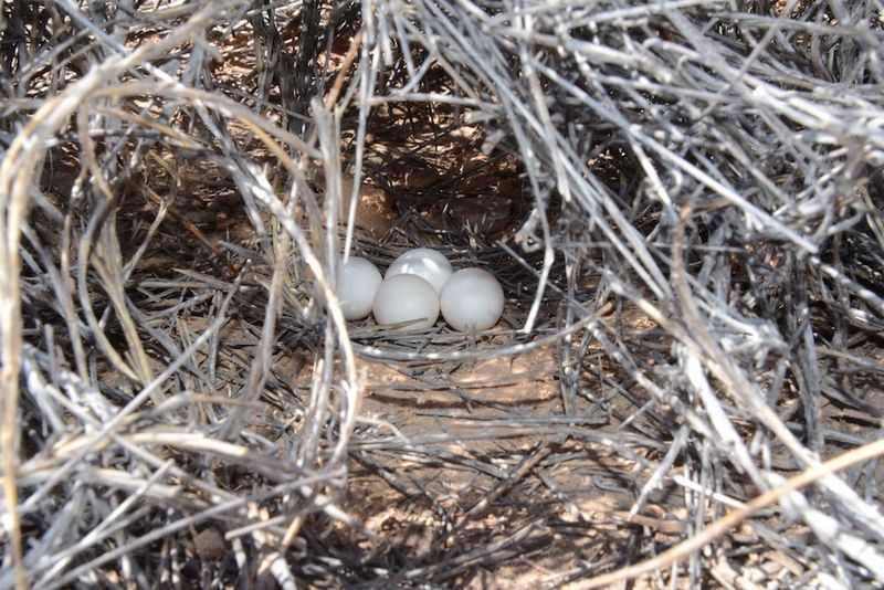 A Rare And Unexpected Discovery: The Return Of The 'Ghost' Bird