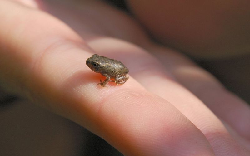 Where Was This Tiny Vertebrate Found?