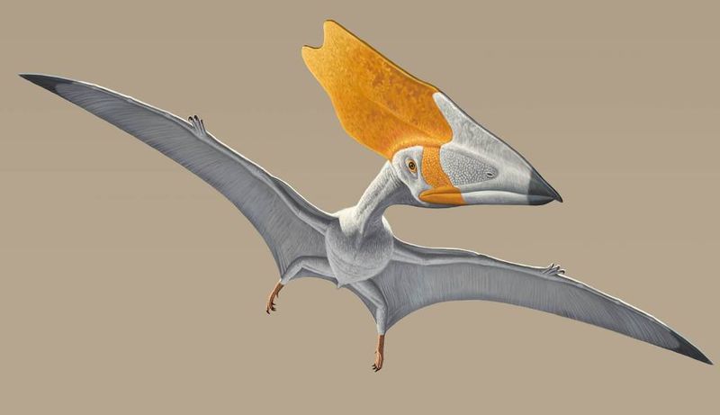 Pterosaur Fur And Their Relationship To Mammals