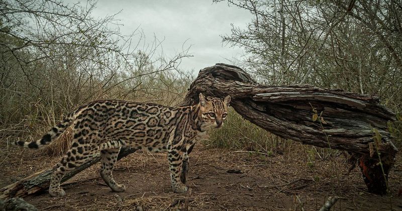 Elusive Spotted Shadow