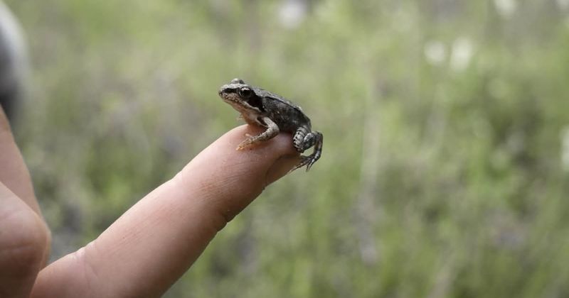 What Are Vertebrates And Why Are They Special?