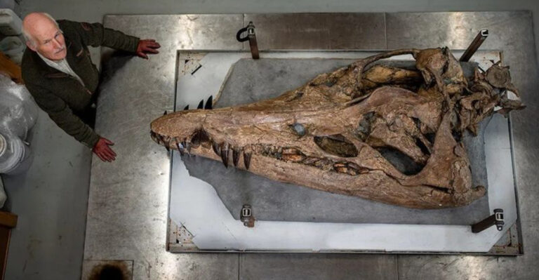 What The Discovery Of A Sea Monster Skull Reveals About England’s Jurassic Coast