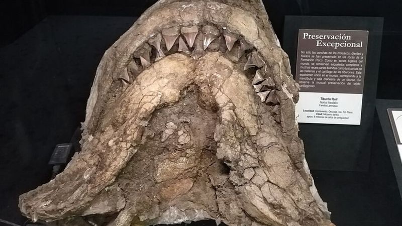 Ancient Predator Revealed
